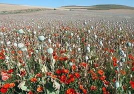 Imagen de archivo de una plantación de adormidera en un municipio de La Rioja.