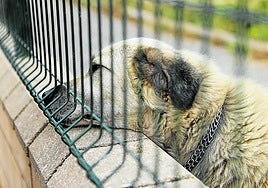 Rex, uno de los perros del Centro de Acogida de Cañas, descansa en uno de los jardines de este refugio.