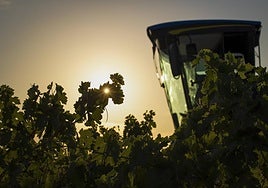 Labores de vendimia en una imagen de archivo.