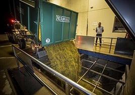 Inicio de la vendimia en la cooperativa Viñedos de Aldeanueva de Ebro.