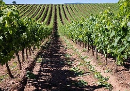 Parcela de viñedo en la Denominación de Origen Rioja.