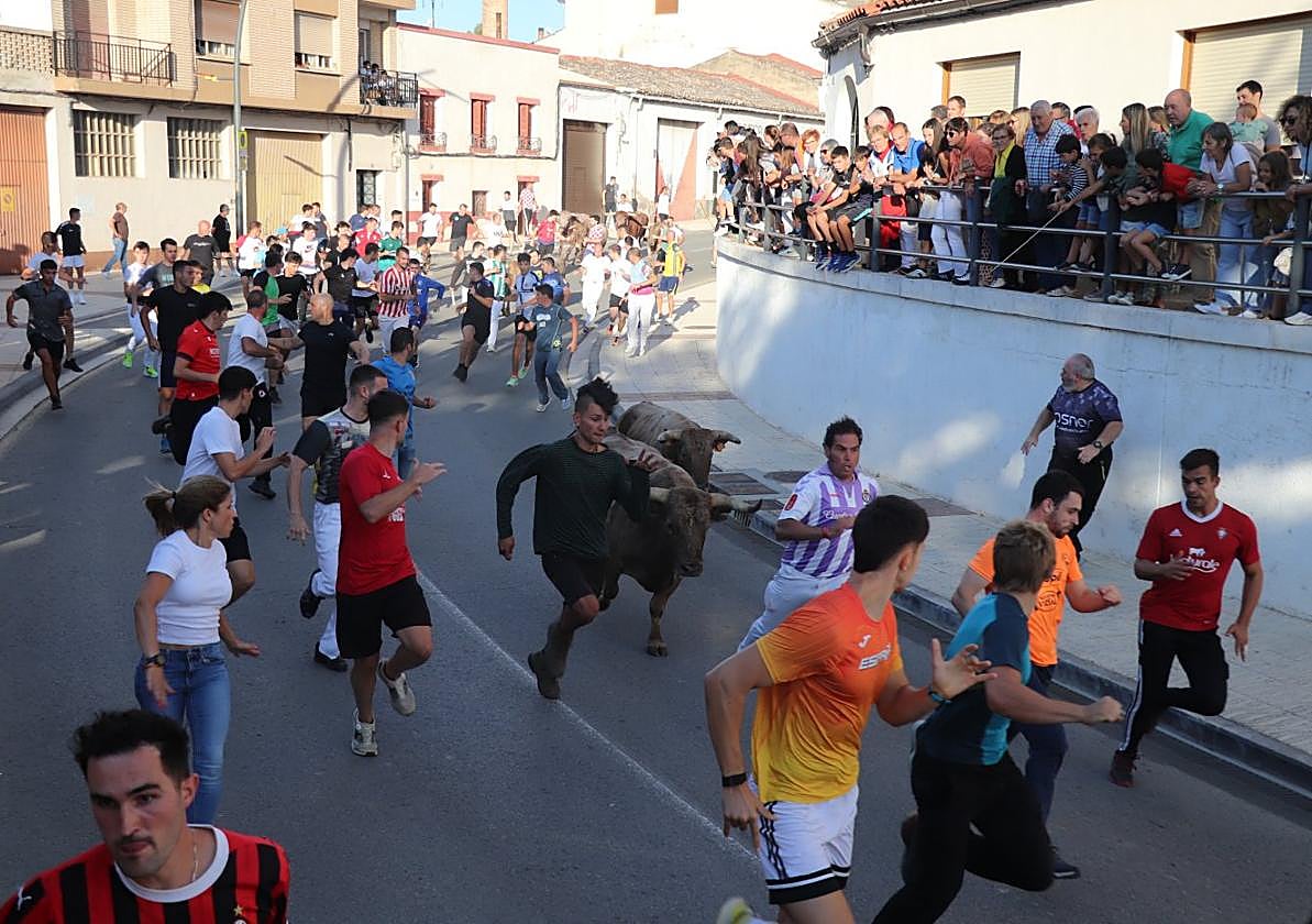 El vespertino de ayer fue el encierro que más corredores congregó de todas las fiestas alfareñas al no competir con ninguna carrera de otra localidad próxima.