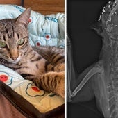 Willy, en una foto reciente. A la derecha una radiografía del animal muerto muestra los perdigones.