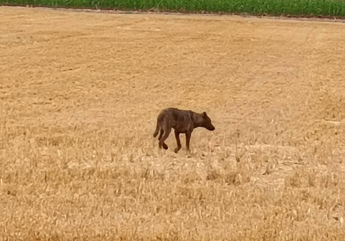 Imagen del perro abandonado.