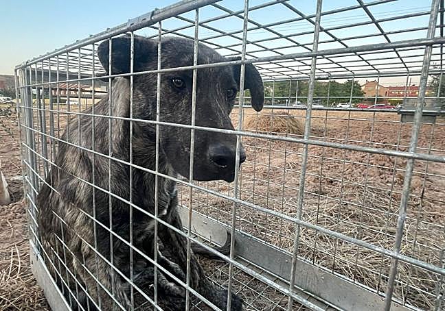 Villa, cuando ha sido capturada con la jaula-trampa.