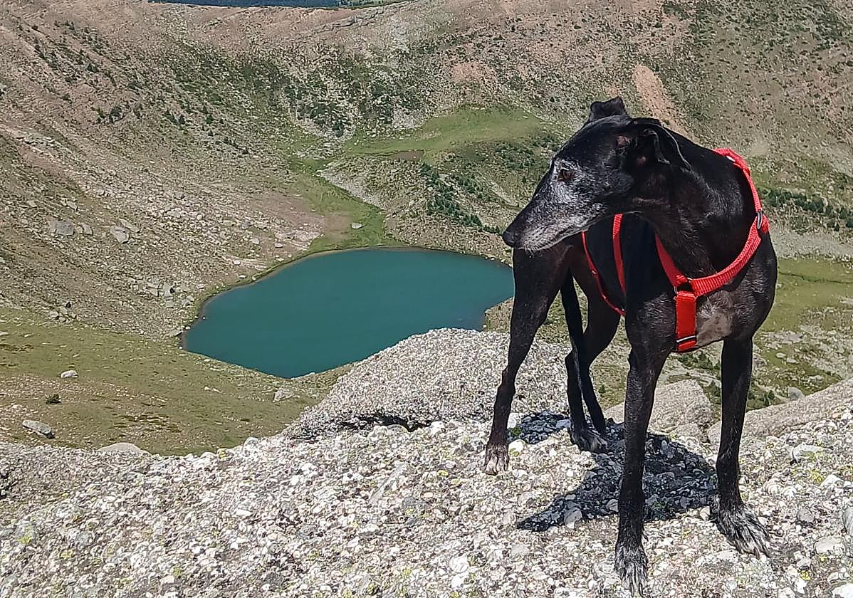El galgo Nilo observa la laguna de Urbión desde la cima de la Muela, a 2.228 metros de altitud.