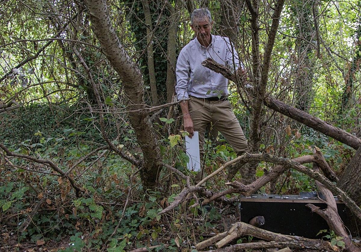 El visón observa oculto mientras aguardaba el mejor momento para salir libre.