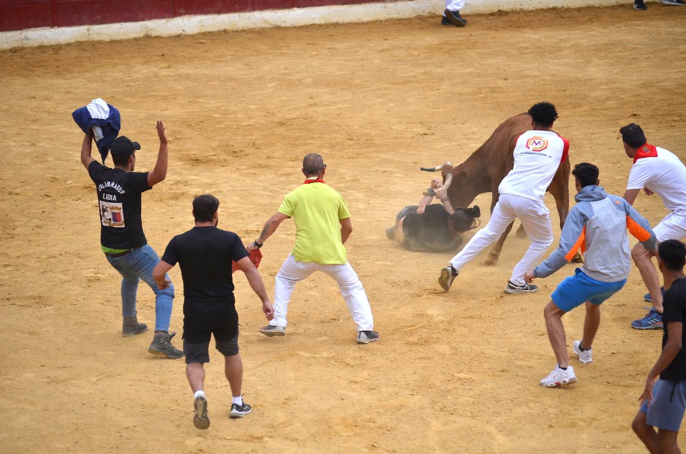 Las imágenes de las degustaciones, brindis y vacas en las fiestas de Calahorra