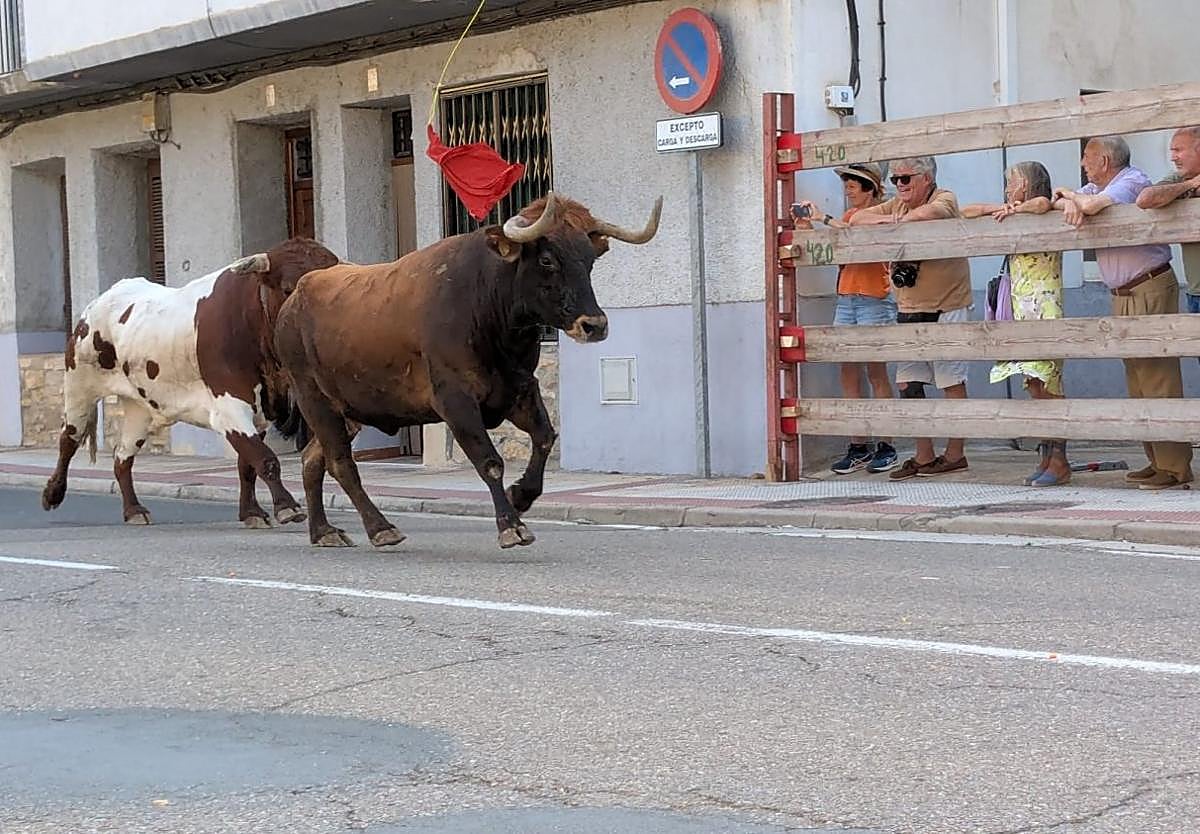 Encierro de reses bravas, ayer en Cervera del Río Alhama.