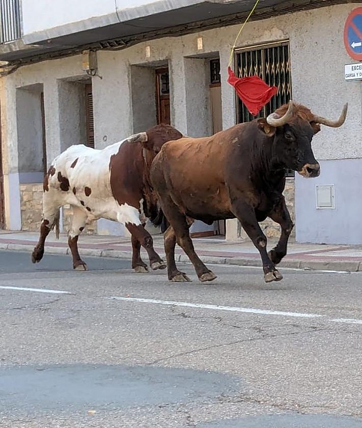 Imagen secundaria 2 - Del alpargatazo a los calderetes y vacas en Cervera