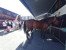 Los caballos de Guillermo Hermoso de Mendoza, Sergio Domínguez y Lea Vicens, preparados para el rejoneo en Calahorra
