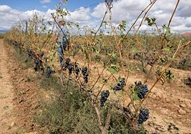 Viñas en las que se aprecia la acción del pedrisco: casi sin hojas y con las uvas muy tocadas por el granizo.