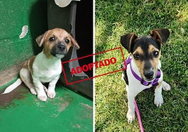 Charlie y Pluto, dos cachorritos que quieren un hogar