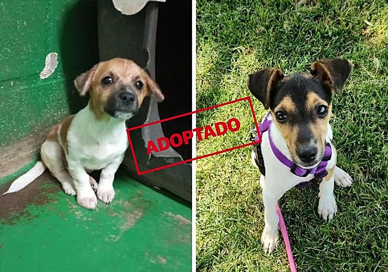 Charlie y Pluto, dos cachorritos que quieren un hogar