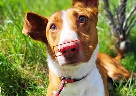 Conoce a Rambo, un precioso podenco