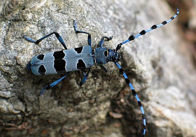 Rosalía alpina, especie protegida en peligro.