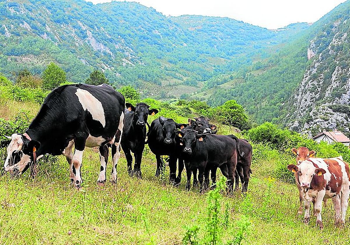 Las vacas pastan en el monte cerca de Nieva.