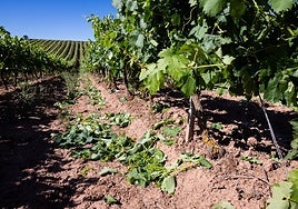 Cosecha en verde en una viña riojana.