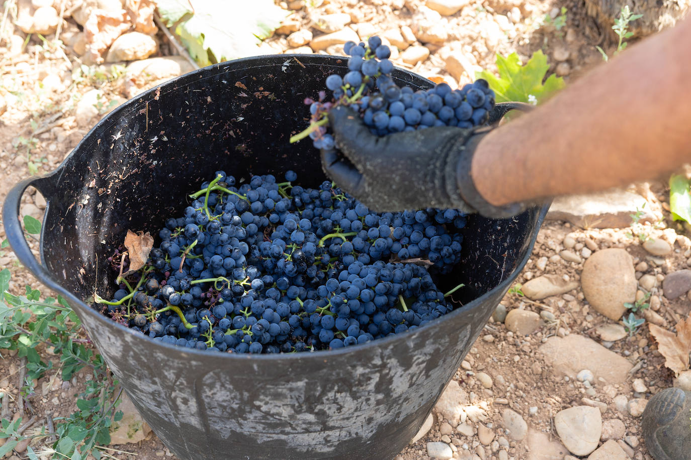 Las imágenes del inicio de la vendimia en Logroño