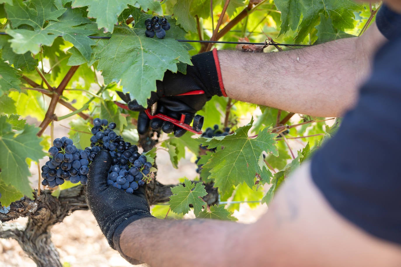 Las imágenes del inicio de la vendimia en Logroño