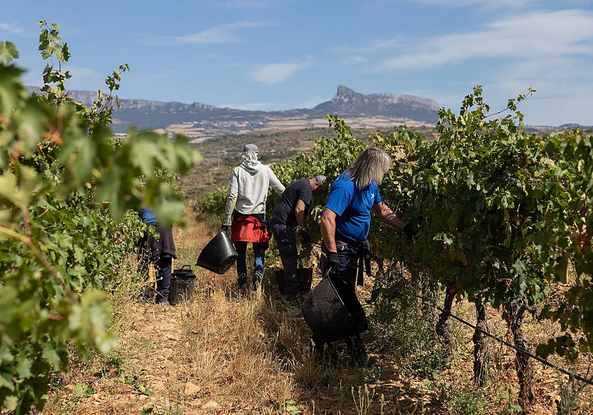 Las imágenes del inicio de la vendimia en Logroño