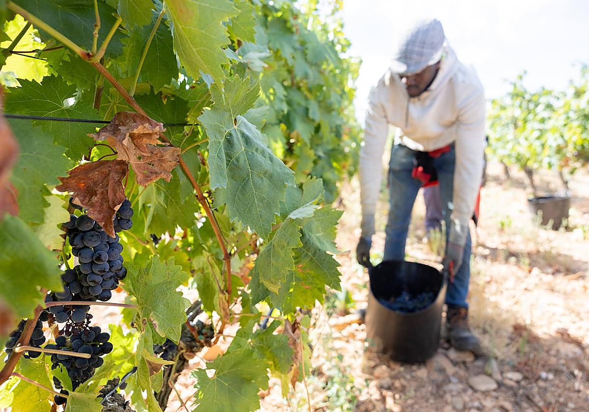 Vendimia de Bodegas LAN, ayer en sus viñedos de Viña Lanciano, en El Cortijo.