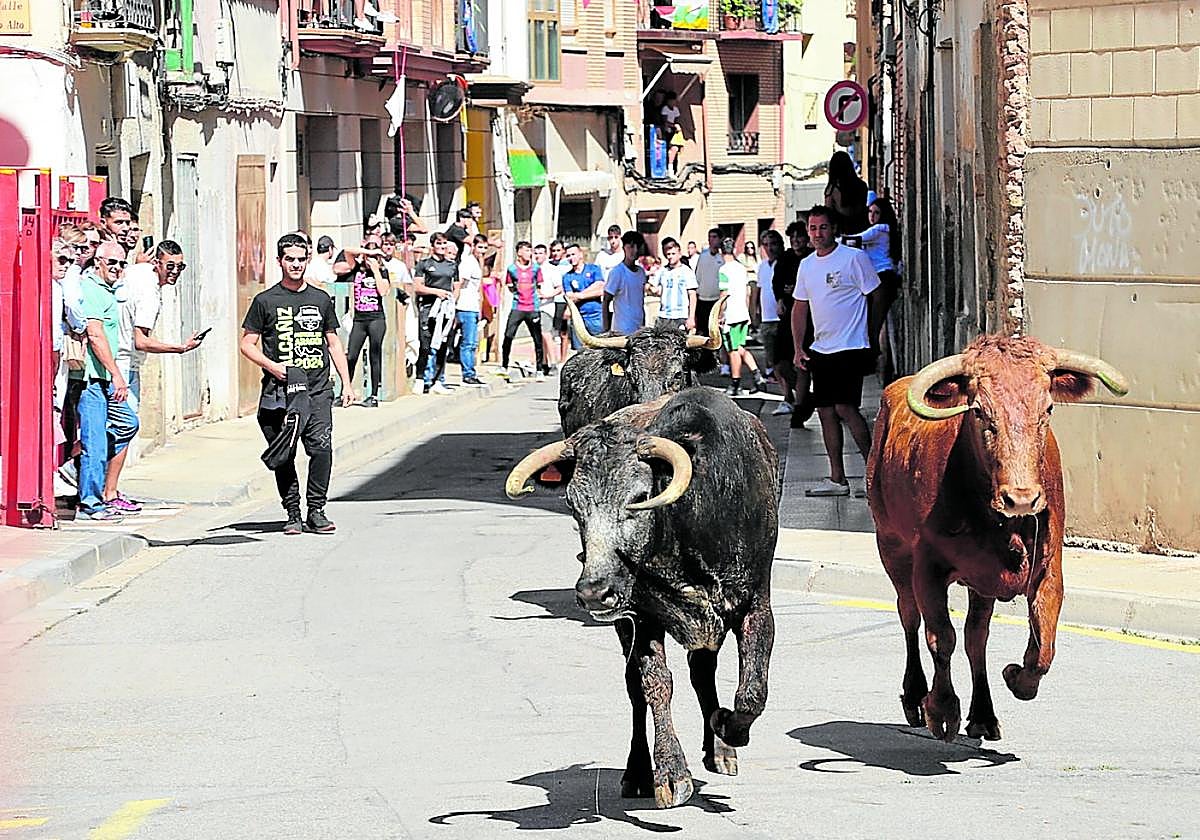 Las sueltas de reses bravas por las calles del barrio del Burgo son de los actos más populares en estos días.