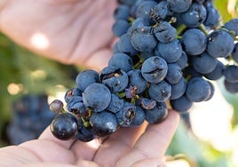 Uvas dañadas por la tormenta del pasado día 31.