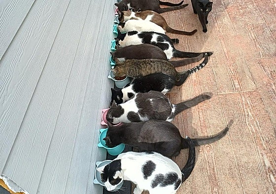 Una veintena de gatos de una colonia felina se alimentan en sus cuencos.