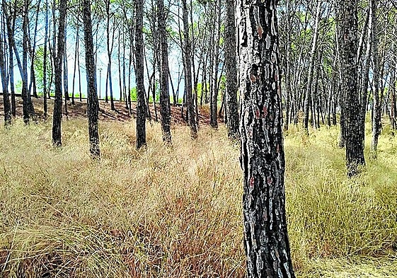 El parque de Los Enamorados sin desbrozar, hoy en La Guindilla.