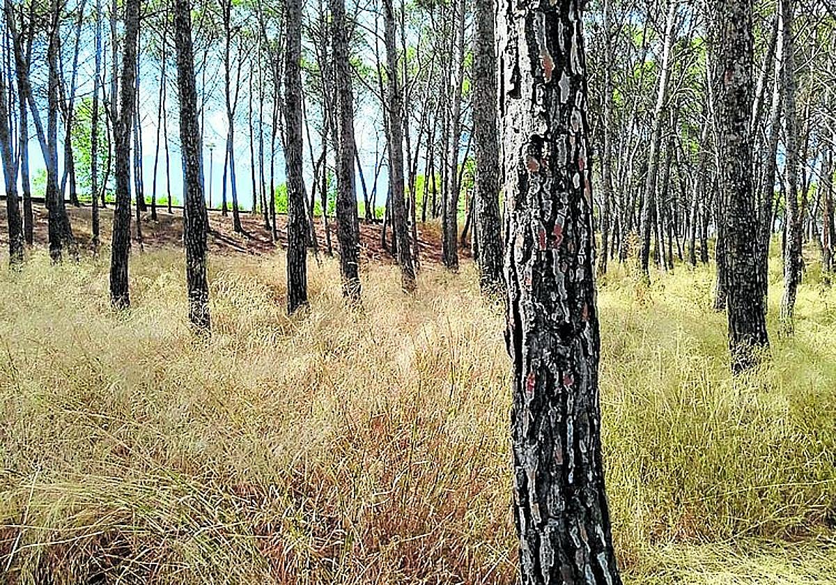 El parque de Los Enamorados sin desbrozar, hoy en La Guindilla.