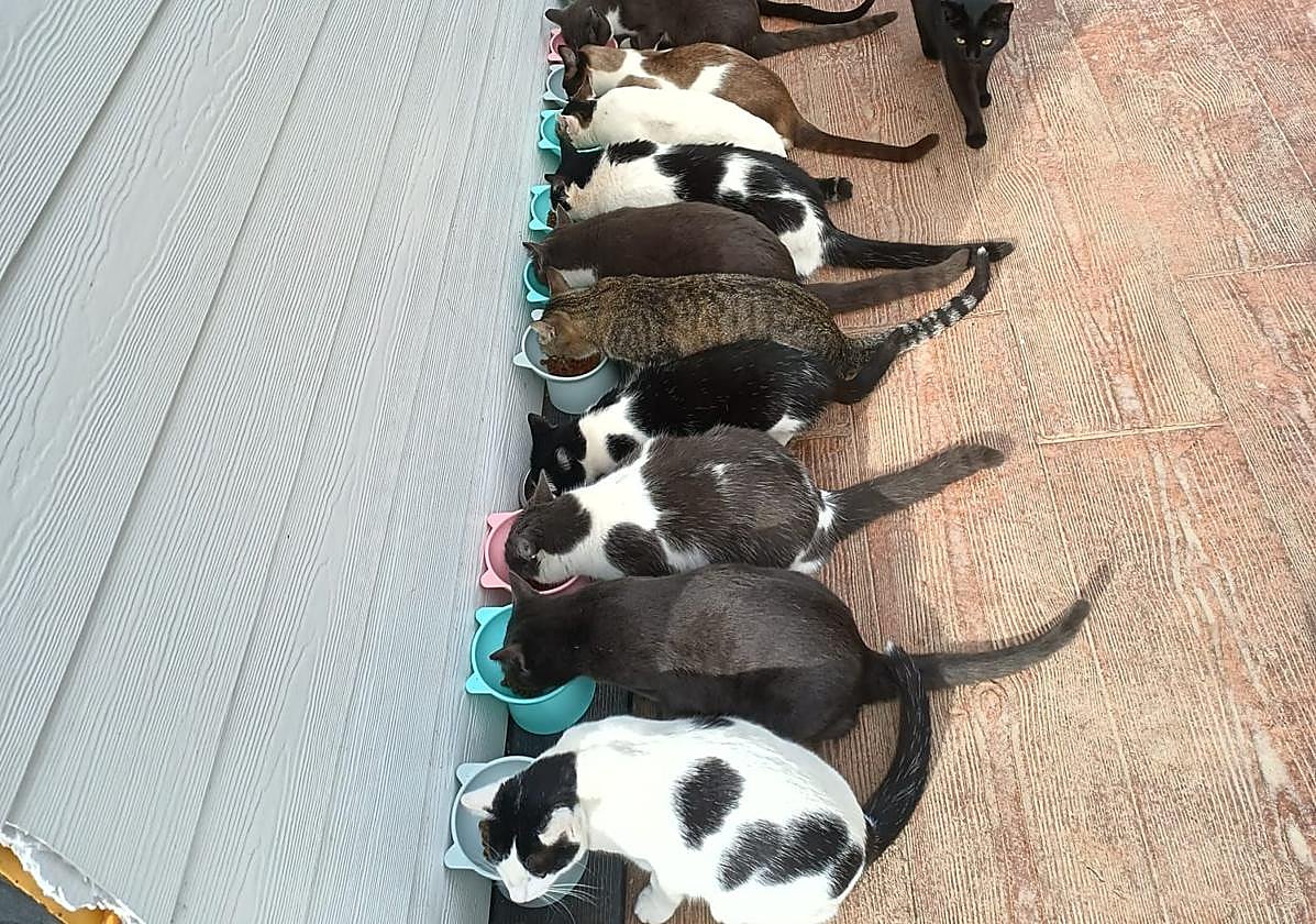 Una veintena de gatos de una colonia felina se alimentan en sus cuencos.