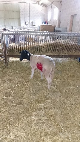 Nuevos ataques de lobo en la Sierra de Moncalvillo dejan diez ovejas muertas
