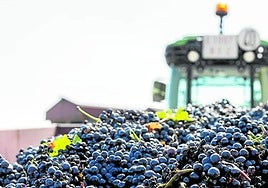 Remolque cargado de uvas para su descarga en una bodega
