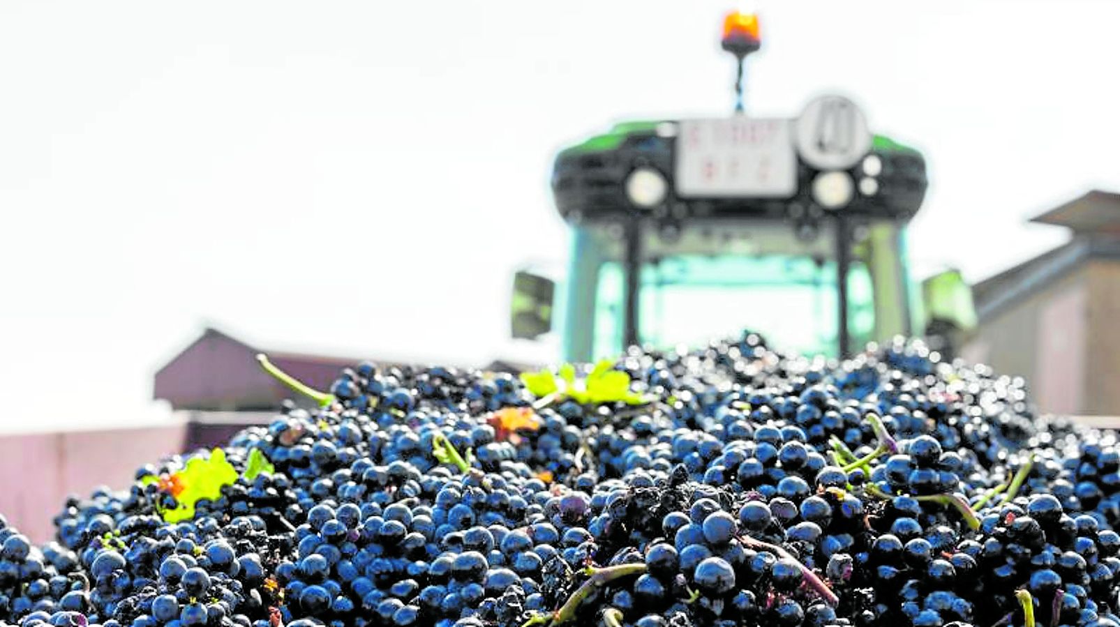 Remolque cargado de uvas para su descarga en una bodega