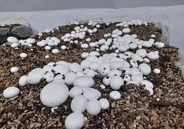 Champiñones, en La Rioja.