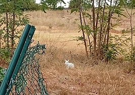 Abandonan a una coneja doméstica en un descampado de Logroño