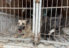 La Protectora Asya acusa negligencia institucional en el caso de abandono animal en Morales