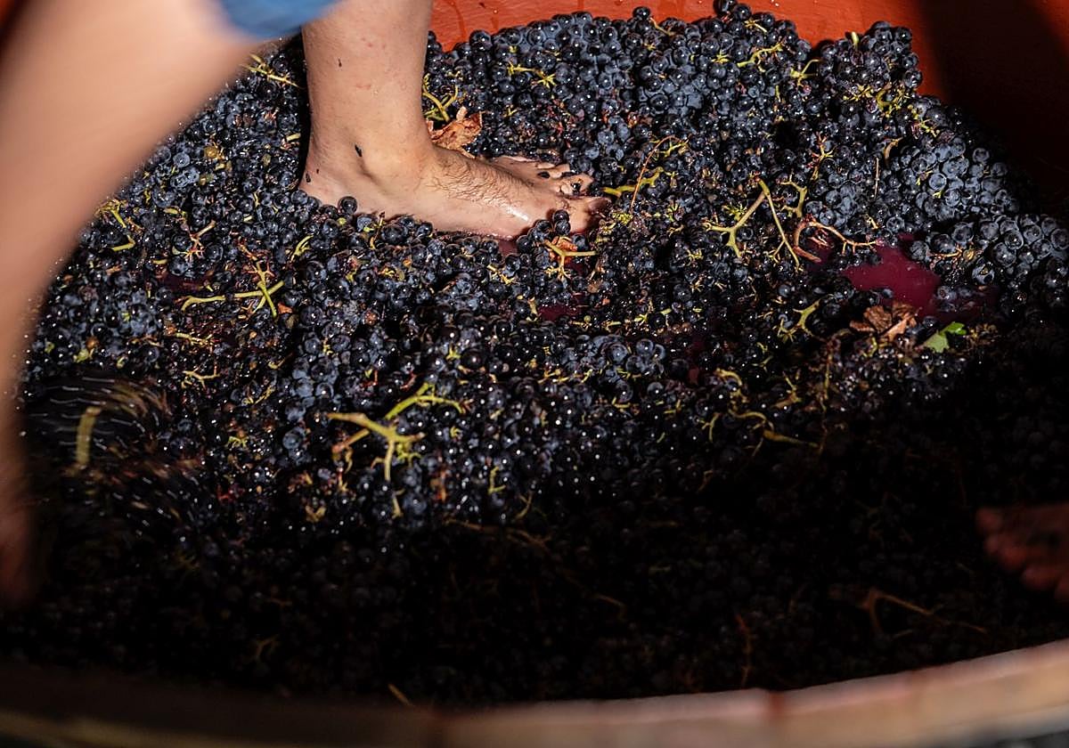 Programa de San MAteo 2025