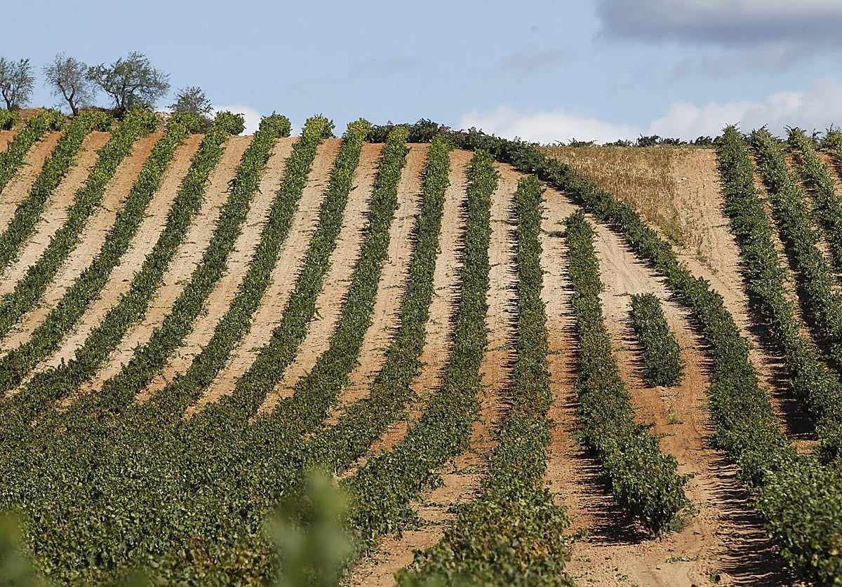 Los indicadores de maduración de la uva auguran una vendimia de gran calidad en Rioja