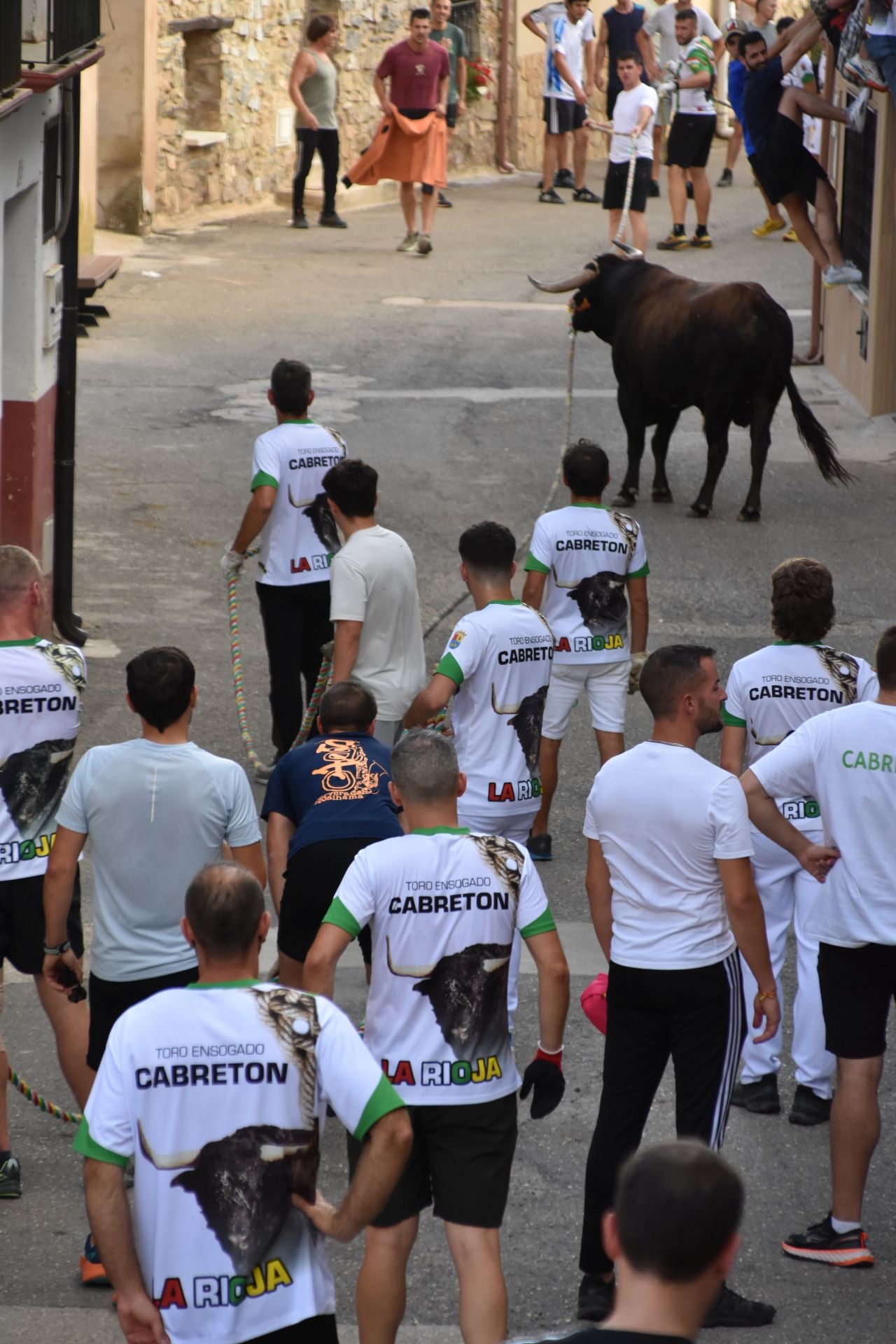 La suelta de toros ensogados, en imágenes