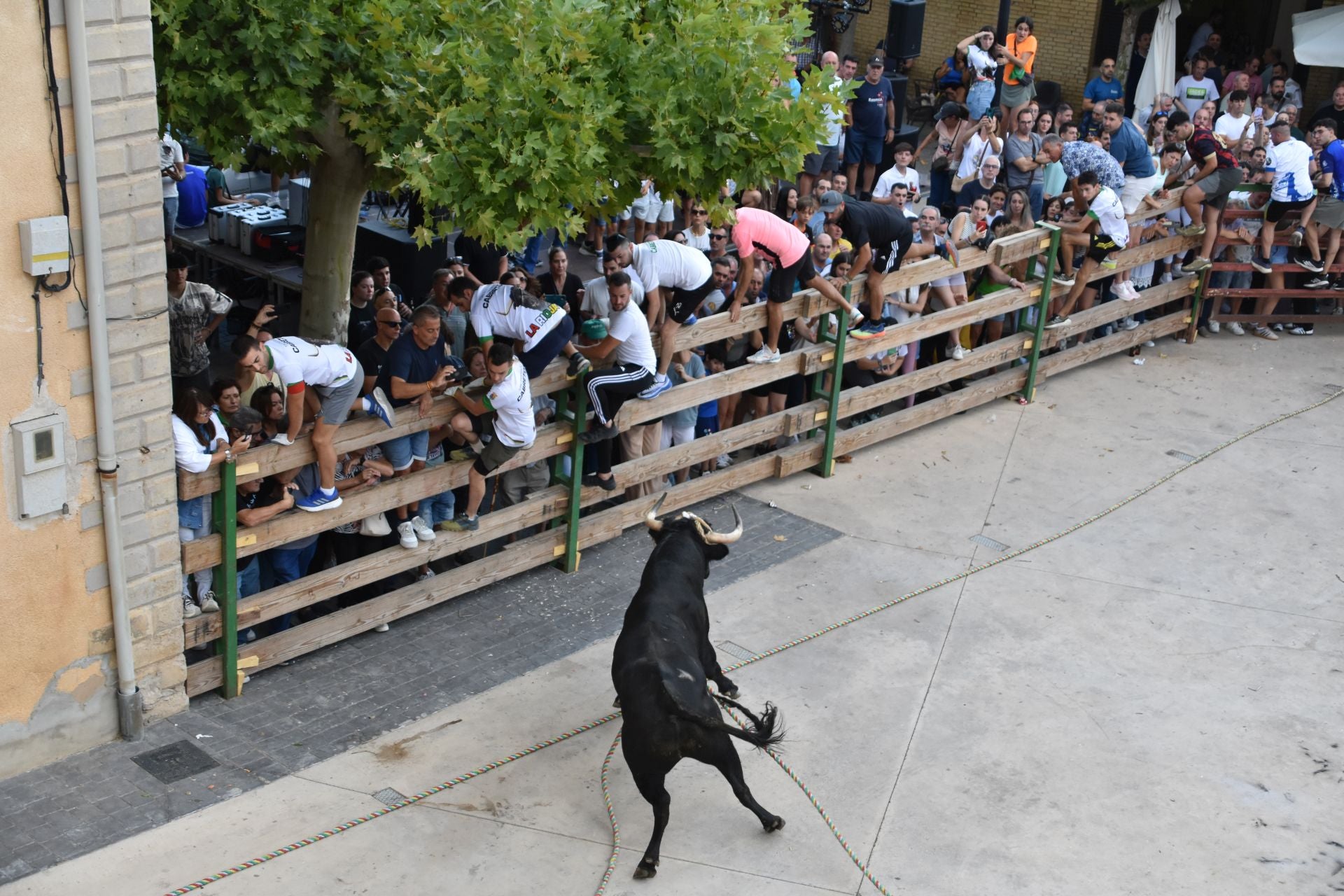 La suelta de toros ensogados, en imágenes