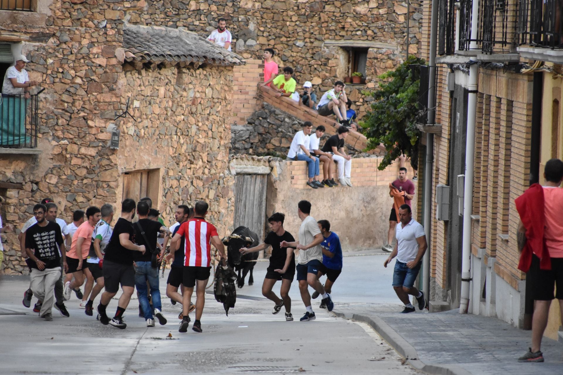 La suelta de toros ensogados, en imágenes