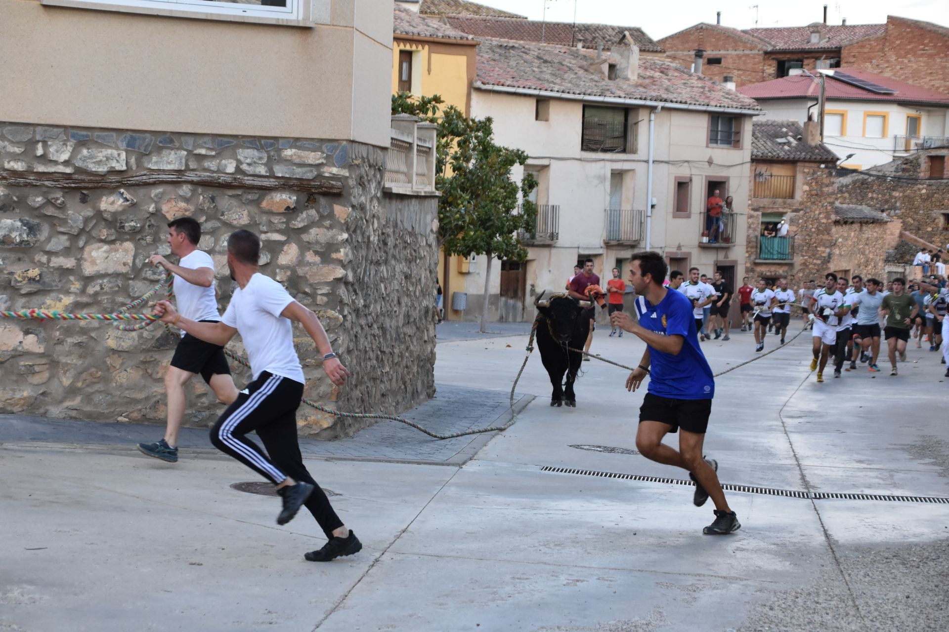 La suelta de toros ensogados, en imágenes