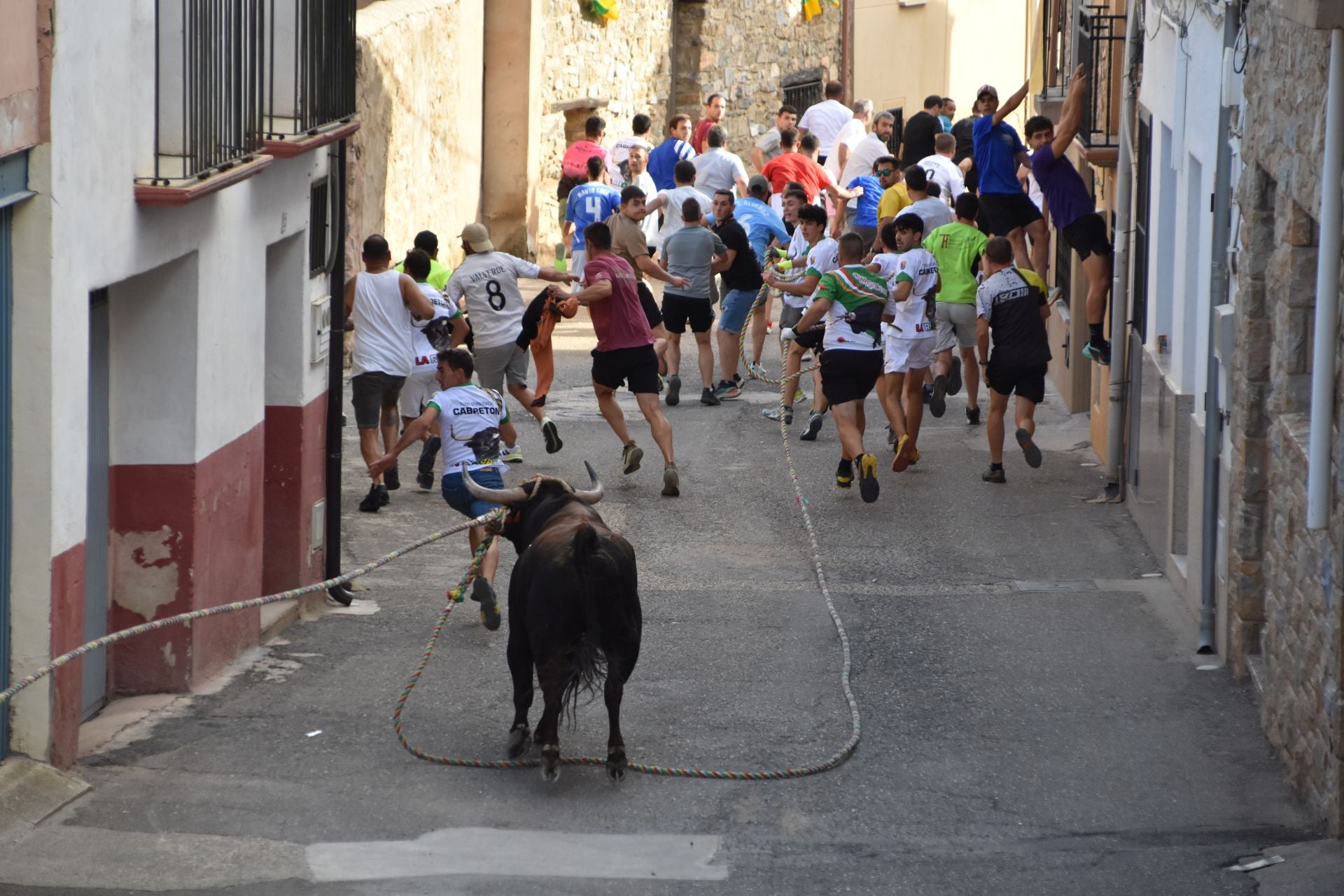 La suelta de toros ensogados, en imágenes