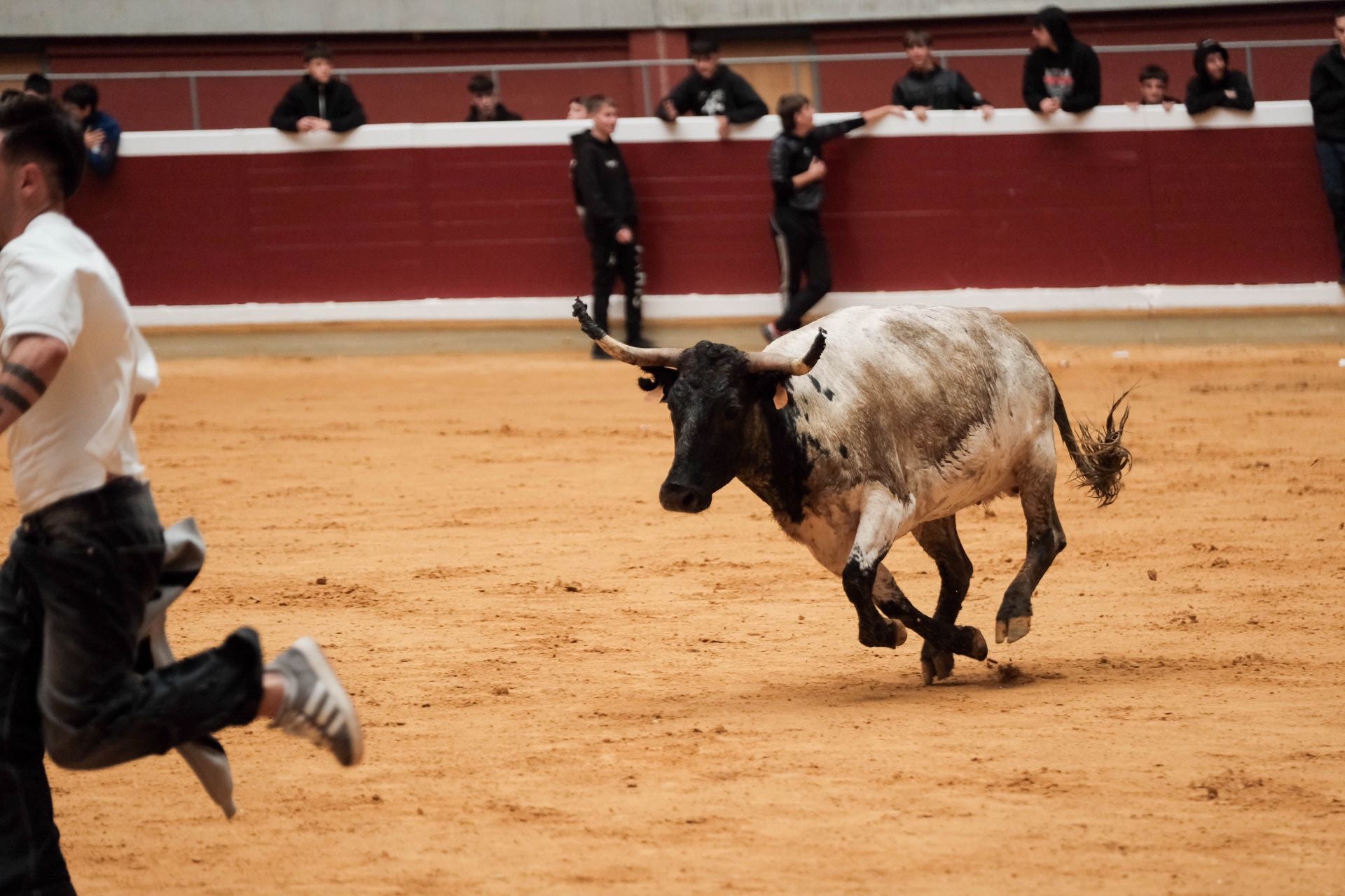Las imágenes de las primeras vaquillas