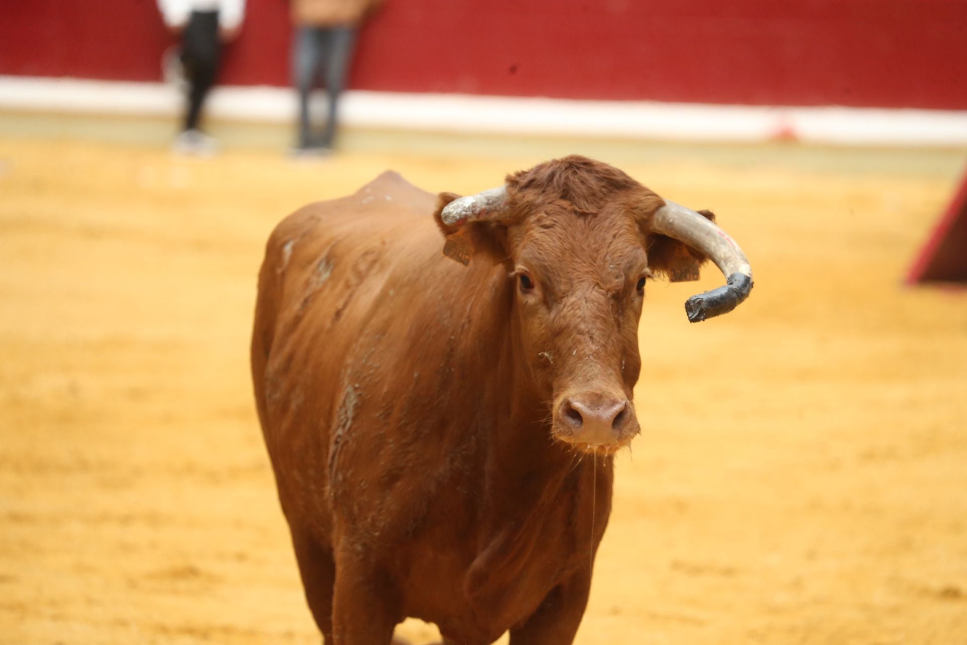 Una mañana de vaquillas en la Ribera