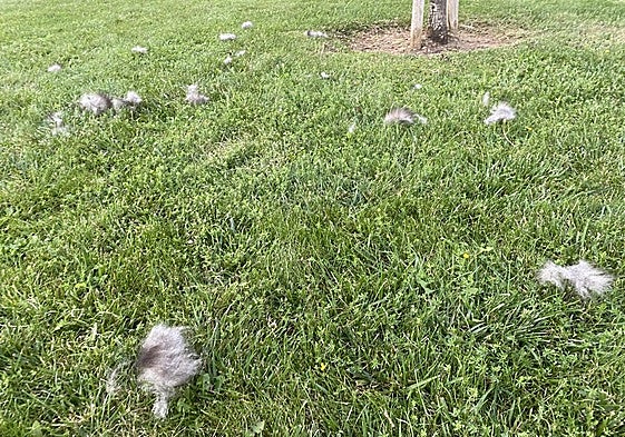 La feria taurina y los precios en el Morrete Fest, en el Teléfono del Lector