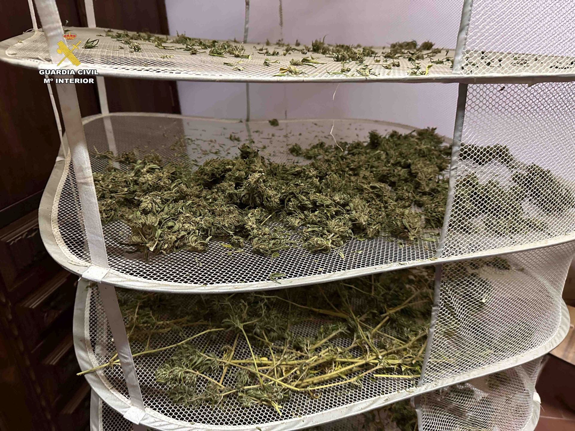 Marihuana lista para San Mateo