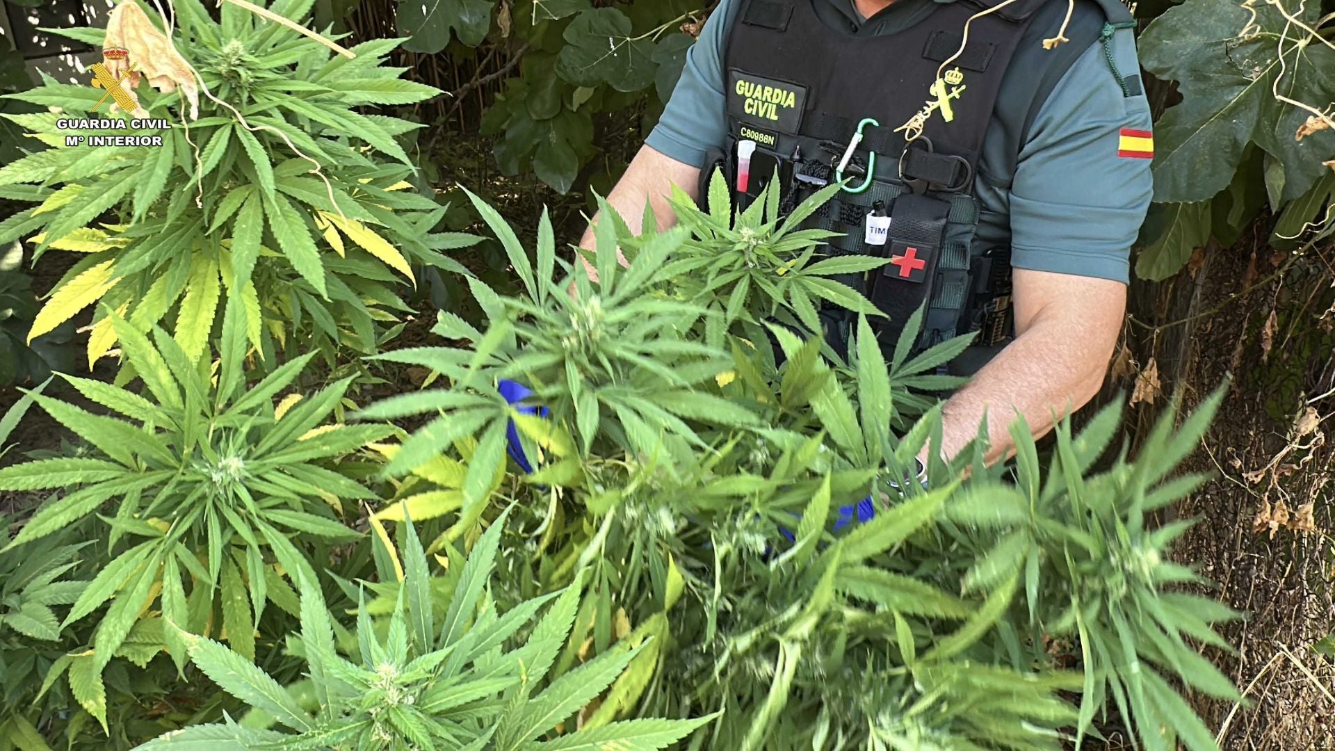 Marihuana lista para San Mateo